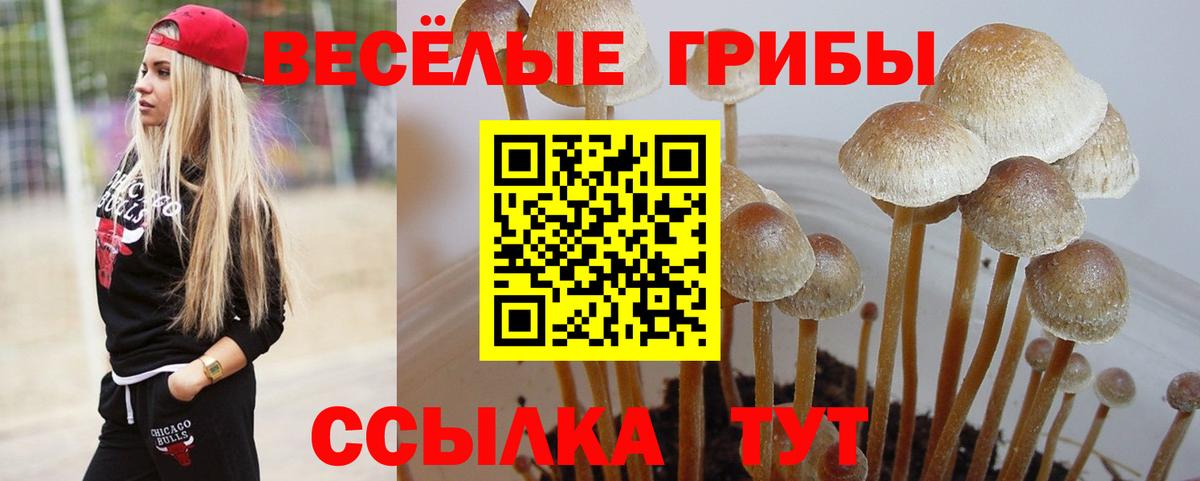 Псилоцибиновые грибы Psilocybine cubensis Краснокаменск